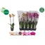 product/img.floraplaza.nl/112904-12-LIVE_fotos-0xA0F6E1F72EEF859CCD9D10874BE1B3DF80569AA5.jpg