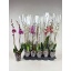 product/img.floraplaza.nl/112905-12-LIVE_fotos-0xBC9C650A38EC59C63D4F6A4FC033C5F8AFBEC940.jpg