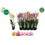 product/img.floraplaza.nl/112905-12-LIVE_fotos-0xC6E8B9ED04E6E4CE6CB9F585A33BE1B066FF1BB1.jpg