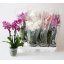 product/img.floraplaza.nl/112906-9-LIVE_fotos-0xAB434C92936B0A68ADA5FE805AF50B475DB89618.jpg