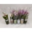 product/img.floraplaza.nl/112908-6KER-LIVE_fotos-0x07C66E4F7EB2D12A1AD74B595AA88D7C8BD82538.jpg