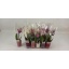 product/img.floraplaza.nl/112908-6KER-LIVE_fotos-0x5E6A60C7C5EDA78FCEE9EDCAD8EE75A8E3BA961E.jpg