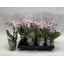 product/img.floraplaza.nl/112909-9-LIVE_fotos-0xD4CEAD8491AE0524F0B6FE42E399E469F721C04F.jpg