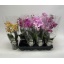 product/img.floraplaza.nl/112909-LIVE_fotos-0xFC4BEB2A9F7C6A5D04C6C1CFA3832C666C247CC5.jpg