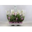 product/img.floraplaza.nl/112913-12-LIVE_fotos-0x08CB1FA8C5C94545E18E1E3CD46D15D95FD3278B.jpg
