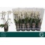product/img.floraplaza.nl/112913-12-LIVE_fotos-0x8911BB4989A8B2B5D047D70DD2D44D3EFBB8CFAE.jpg