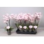 product/img.floraplaza.nl/112913-12-LIVE_fotos-0xFE1D2A93B727D30A60342A35A9DFACBFD5386415.jpg