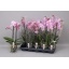 product/img.floraplaza.nl/112915-12-LIVE_fotos-0x34C4AFAE37DC258EC0A8B86639A6BFAE7DCCA1B7.jpg