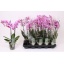 product/img.floraplaza.nl/112915-12-LIVE_fotos-0xC5B24B51DC452E773B8511898FDE671A4FDA4C33.jpg