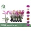 product/img.floraplaza.nl/112916-12-LIVE_fotos-0xF3274D38EA4B8401E3ED799ECE573F1E28F07482.jpg
