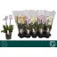 product/img.floraplaza.nl/112918-12-LIVE_fotos-0x2F5BFB691D8E9225EDDBF19BB3850A03763764BC.jpg