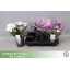 product/img.floraplaza.nl/112918-12-LIVE_fotos-0x9C4BB3A360C13291ED9DABF7EB96ED5A27293BD3.jpg
