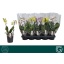 product/img.floraplaza.nl/112918-12-LIVE_fotos-0xE8972DFEEDB5AE428761A3DC231B5D8A9E5E0659.jpg