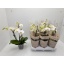 product/img.floraplaza.nl/112991-12-LIVE_fotos-0x1A5BF687A5A94A1B022DC1B901FDB1C4404D41C7.jpg