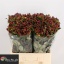 product/img.floraplaza.nl/113069-60-LIVE_fotos-0x7A27BDDE024205B69FB0C9583FF8DADBEB1DD2AA.jpg
