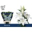 product/img.floraplaza.nl/113182-90-LIVE_fotos-0x1BCB8756BA3269FA82ECAF75C13EFED64AAB908C.jpg