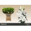 product/img.floraplaza.nl/113182-90-LIVE_fotos-0x2FA1C252BD3DA04E5030C644508C2DFBF8C713B7.jpg