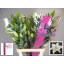 product/img.floraplaza.nl/113182-90-LIVE_fotos-0xCFA6954C7A1F92B10CF144286D990CDE9D77EECD.jpg