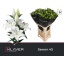 product/img.floraplaza.nl/113182-90-LIVE_fotos-0xD7FF8400E7559BB7FEDFDEC5D2D6E4B5B48933E1.jpg