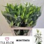 product/img.floraplaza.nl/113191-95-LIVE_fotos-0xE75AC1D8F0B8C15357B3FB5067B5746CEA1FE8F5.jpg