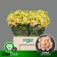 product/img.floraplaza.nl/113255-65-LIVE_fotos-0xC22E8602751C8BA39F0ADC9A32731D01B932B9F6.jpg