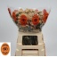 product/img.floraplaza.nl/113259-60-LIVE_fotos-0xE6EE237384881B143589FDEF56112A3688A20163.jpg