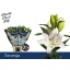 product/img.floraplaza.nl/113300-100-LIVE_fotos-0x30D9136BFE97FFC514D0EFA95D5A8E3C2A3592C2.jpg
