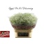 product/img.floraplaza.nl/113316-80-LIVE_fotos-0xA2311E0E0FD1487A4B606DDC5B6E8EAA3FCE9C22.jpg