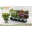 product/img.floraplaza.nl/11336-12-LIVE_fotos-0x0F9B6EA75462E935491FC058DC0A6CCE712E3C0C.jpg