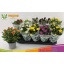product/img.floraplaza.nl/11336-12-LIVE_fotos-0x2FE203364F0CAD24A99F99660AE0B3B89D3B15D0.jpg