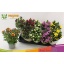product/img.floraplaza.nl/11336-12-LIVE_fotos-0x3AE38901DBD8F4C2ED434BA7F62F21A82EBA3D6F.jpg