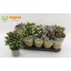 product/img.floraplaza.nl/11336-12-LIVE_fotos-0x791BA01E966B19FBFD3ADB33E28230F66E2DE19E.jpg