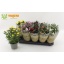 product/img.floraplaza.nl/11336-12-LIVE_fotos-0xAEE3DB47D5A2284CFEA9E708454C759B7713286A.jpg