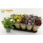 product/img.floraplaza.nl/11336-12-LIVE_fotos-0xE037922DF2839340E37818A10B00BF8A052EF46C.jpg