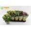 product/img.floraplaza.nl/11336-12-LIVE_fotos-0xFA95FD46299F056620377FEA323AD91B34FBC86D.jpg