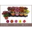 product/img.floraplaza.nl/113429-510-LIVE_fotos-0x142BB7AD44515BC18C2EFA7BB70B2AA52EFB1A2D.jpg