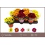 product/img.floraplaza.nl/113429-510-LIVE_fotos-0xA84AF40BB151F31C518E2C6EBEDC20E4F1B21268.jpg