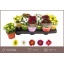 product/img.floraplaza.nl/113429-510-LIVE_fotos-0xCCF0B02EC7712156043856AF3A2D281C6B0A85CB.jpg