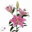 product/img.floraplaza.nl/11346-80-ART_fotos-VBN-vbn11346.jpg