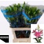 product/img.floraplaza.nl/11346-80-LIVE_fotos-0x22A5DD4FF1F48839A25A06A2F32BCAFD3916DD6A.jpg