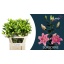 product/img.floraplaza.nl/11346-80-LIVE_fotos-0x7919D8942850021230BD3F7E52FACD86267750A1.jpg
