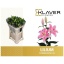 product/img.floraplaza.nl/11346-85-LIVE_fotos-0x2CC0C45D50A0A9C3F007E347712C7701C7263D6F.jpg