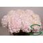 product/img.floraplaza.nl/113539-75-LIVE_fotos-0x48134E79CC93793CFDC603C855FA6FE4B7B31CCD.jpg