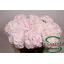 product/img.floraplaza.nl/113539-75-LIVE_fotos-0x756A3CD851A26E0EAA357690ED9FD32C66372F35.jpg