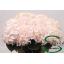 product/img.floraplaza.nl/113539-75-LIVE_fotos-0xBFFD6404742565D7D1B014D5A1944DCC7CE736DC.jpg