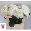 product/img.floraplaza.nl/113540-70-LIVE_fotos-0xD1EEF37F863572D4CE4228250C5BD7385E4B847F.jpg