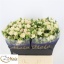 product/img.floraplaza.nl/113578-60-LIVE_fotos-0xA4C3F027E9F758176AEBEBC01C27E3EEFCAB6A8D.jpg
