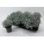 product/img.floraplaza.nl/11375-11-LIVE_fotos-0x9FA9BD435214E94F3E30C0DEE9EEE023849012F3.jpg