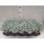 product/img.floraplaza.nl/11375-12-LIVE_fotos-0xB37648F7C17A7210915685B2C9AEC366DDC2BC7B.jpg
