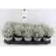 product/img.floraplaza.nl/11375-12-LIVE_fotos-0xE91C4466C904373C5743BFA3E63D7F26E0185372.jpg